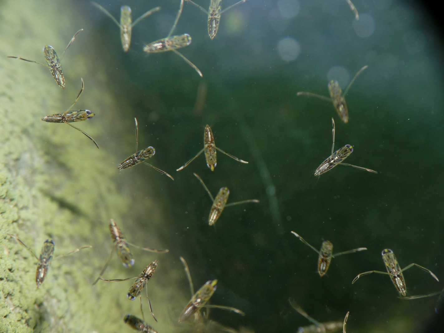 Notonectidae: Anisops sardeus del Lazio